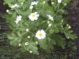  feverfew  